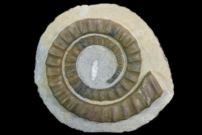 Devonian Ammonite (Anetoceras) - Morocco #99899